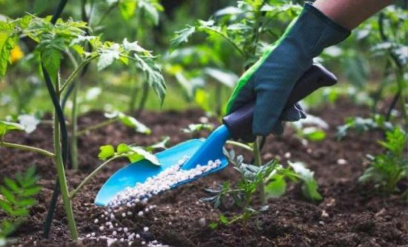 Cultivando belleza y sostenibilidad en nuestro entorno con los profesionales de jardinería de Bisermax.