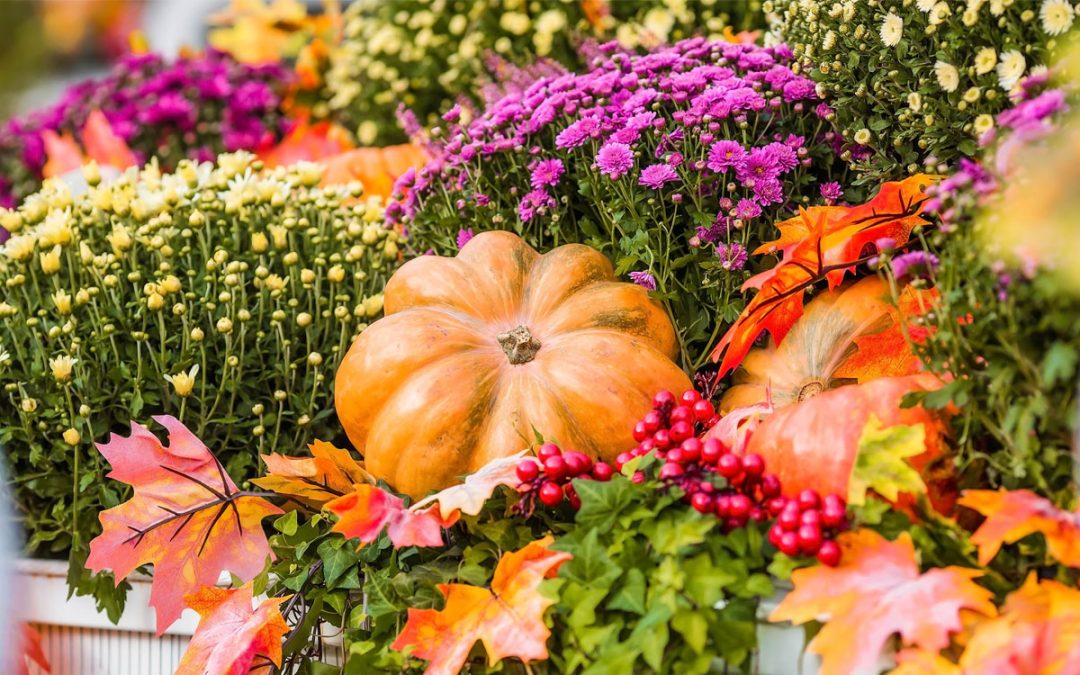 Jardinería en otoño: Preparando tu jardín para el invierno