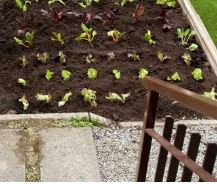 Cómo Empezar un Jardín en Casa: Guía para Principiantes.